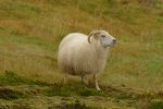 PICTURES/Sheep, Sheep & More Sheep/t_Sheep27.JPG